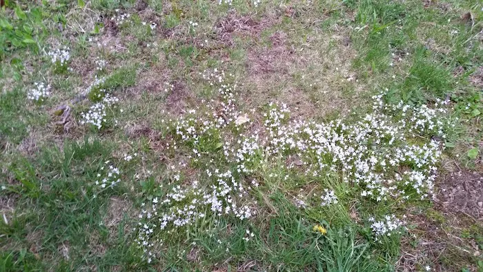 Peppermint Park Camping Resort Picture 4