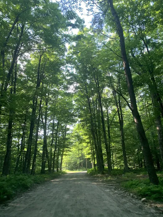 Tolland State Forest Campground Picture 7