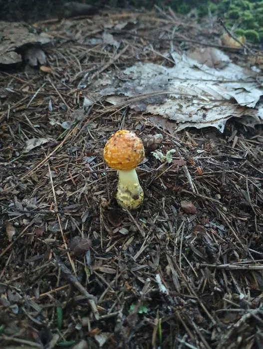 Austin Hawes Campground Picture 2