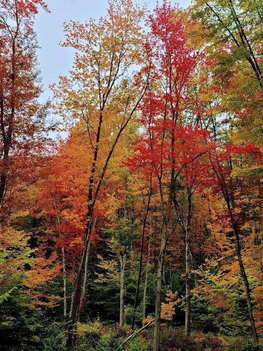 Tree Farm Campground Picture 4