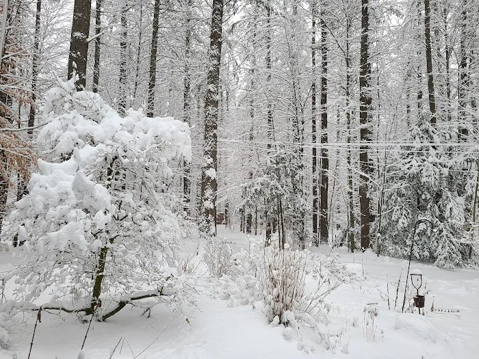 Tree Farm Campground Picture 9