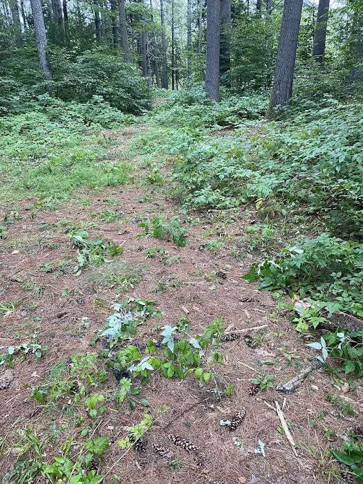 Schroon River Campsites Inc Picture 4