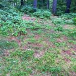 Schroon River Campsites Inc