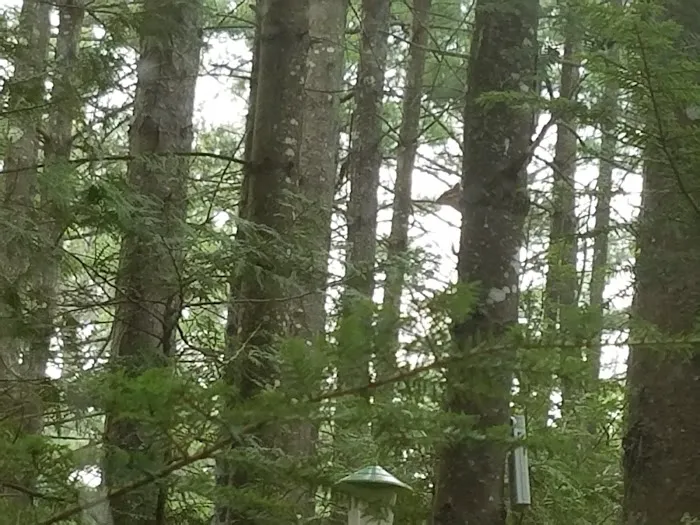 Wakonda Family Campground Picture 3