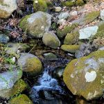 Freedom Farm Homestead, Inc