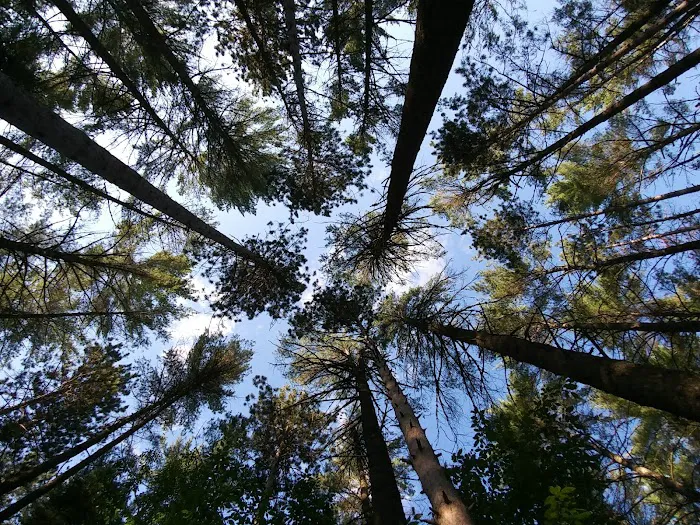 Word of Life Pines Picture 4