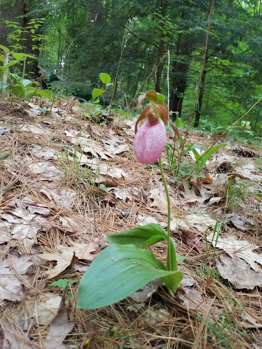 Partridge Hollow Campground Picture 10