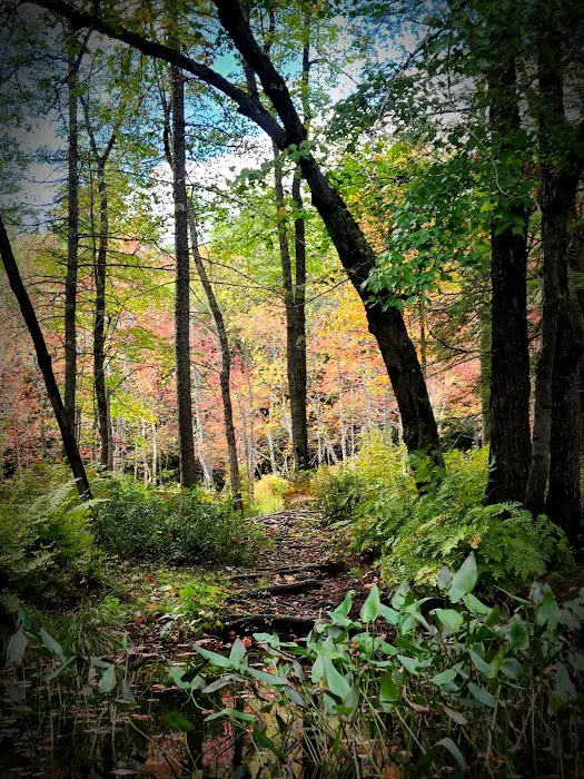 Tully Lake Campground Picture 8