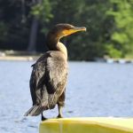Swanzey Lake Camping Area