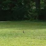 Tippicanoe Campground