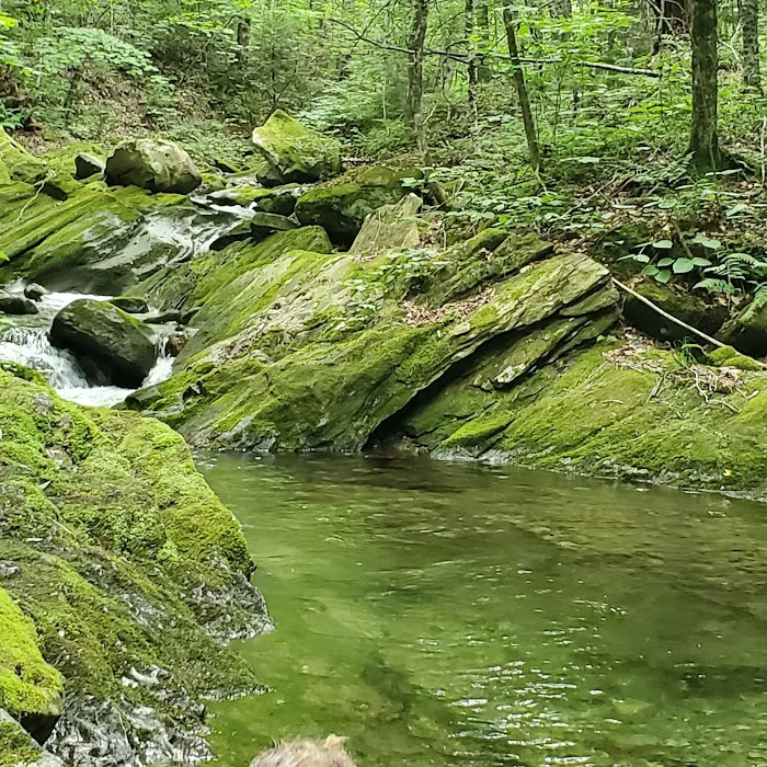 Chittenden Brook Campground Picture 6