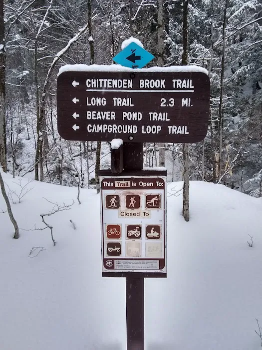 Chittenden Brook Campground Picture 8