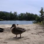 Mother Bunch Island Campgrounds #1-2