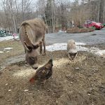 Grandmother Pine Tent Deck