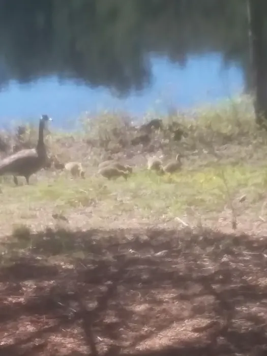 Pout & Trout Picture 9