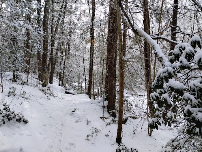 Willard Brook State Forest Campground Picture 1