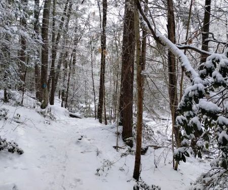 Willard Brook State Forest Campground
