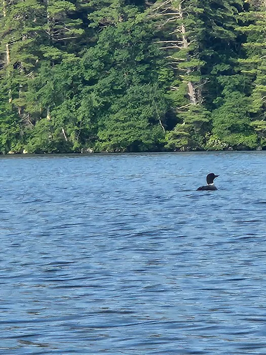 Squam Lakes Camp Resort Picture 2