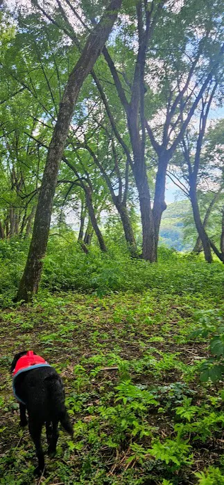 Howard Island South Campsite Picture 6