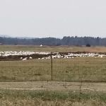 Sportsman Campground and Cottages