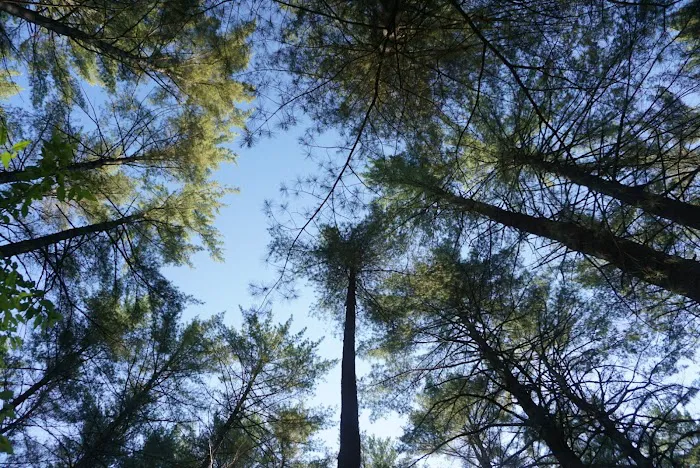 Sharp Bridge Campground Picture 4