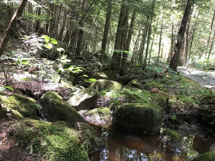 Chapel Pond Campsites Picture 6