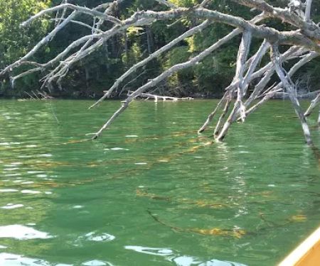 Little Green Pond