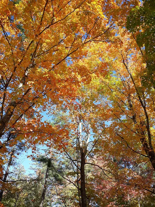 Calef Lake Campground Picture 3