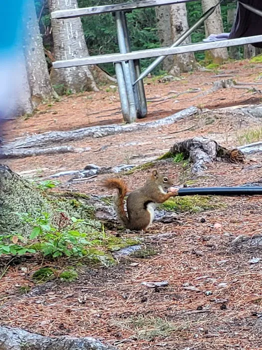 Beech Hill Campground Picture 3