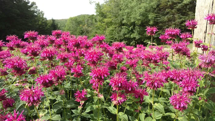 Hazen’s Notch Campground Picture 5