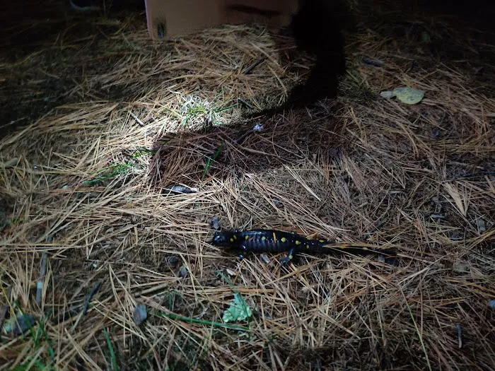 Magic Pines Family Campground Picture 9