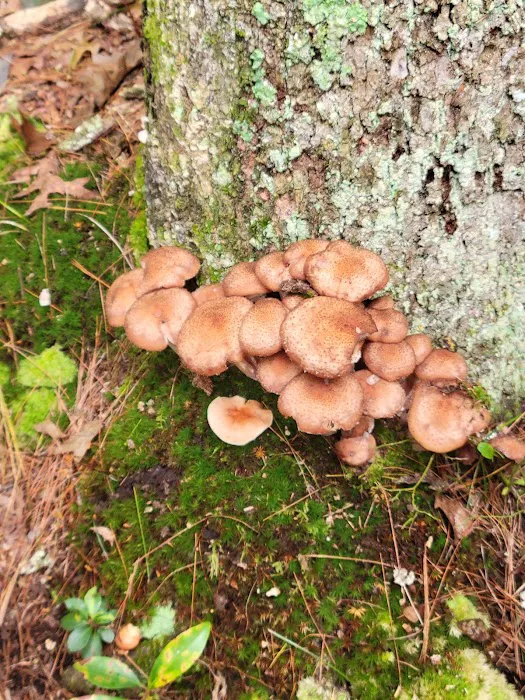 Devil’s Hopyard State Park Campground Picture 7