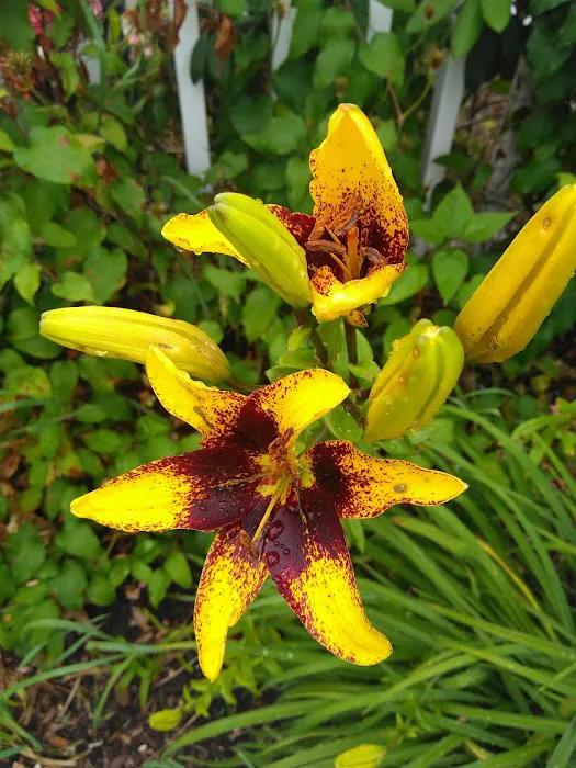 Countryside Trailer Park Picture 1