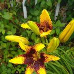 Countryside Trailer Park