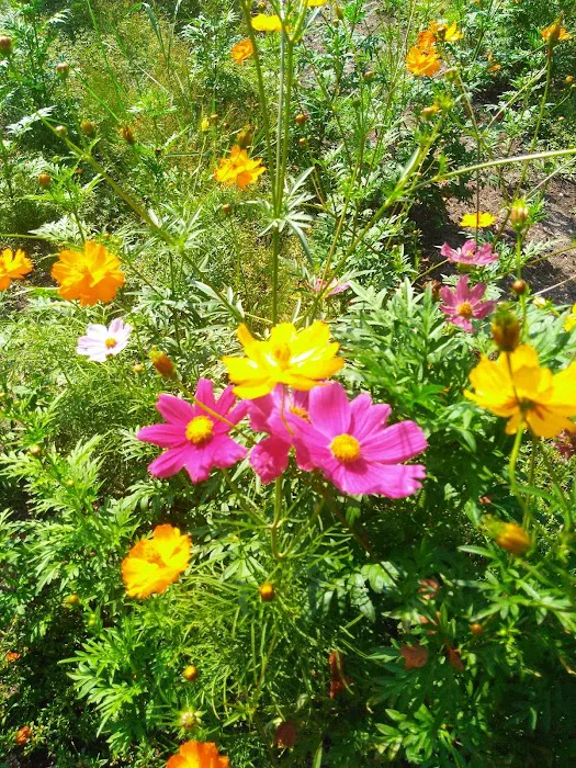 Countryside Trailer Park Picture 8