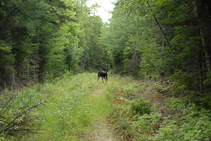 Jigger Johnson Campground Picture 5