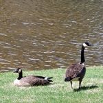 IROQUOIS Campground & R.V. Park