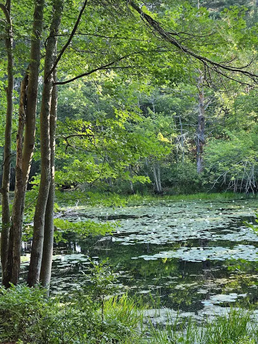 Lorraine Park Campground Picture 7
