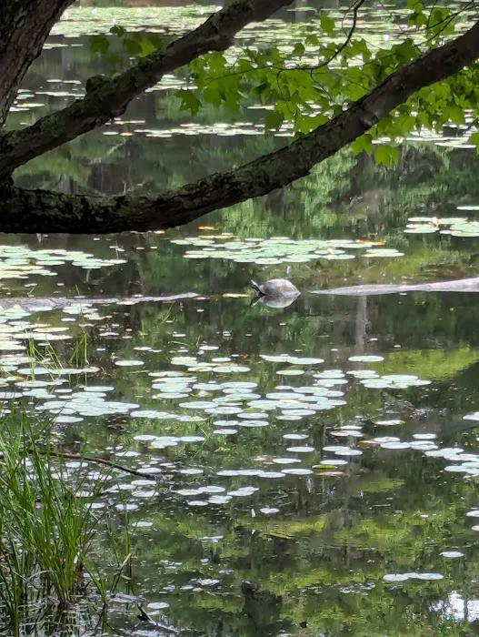 Lorraine Park Campground Picture 9