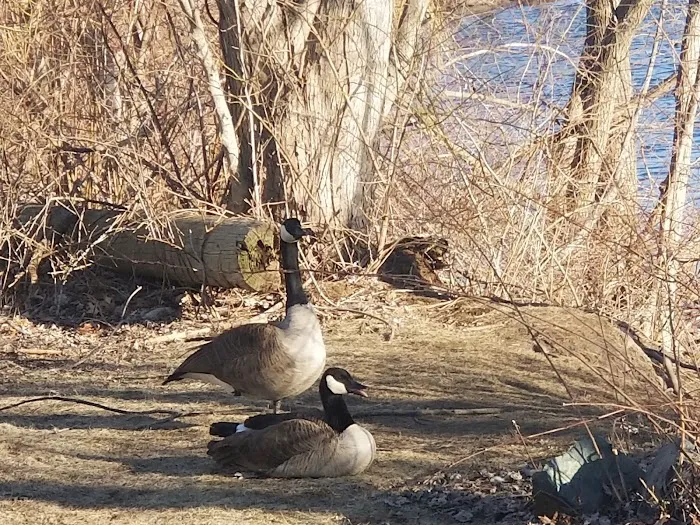 Boston Trailer Park Picture 10