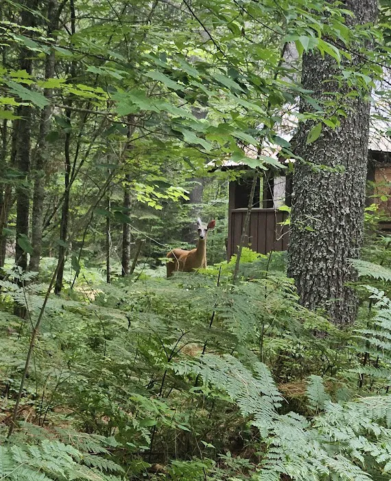 Buck Pond Campground Picture 5