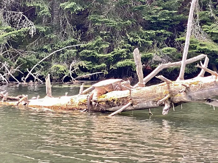 Buck Pond Campground Picture 4
