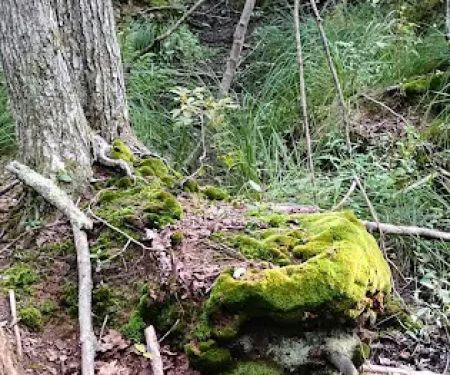 Baxter Lake Recreation Area