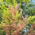 Barrington Shores Campground