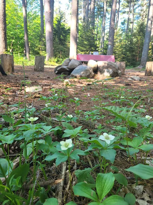 Woodland Grove Camping at Adirondack Adventure Base Picture 1