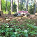 Woodland Grove Camping at Adirondack Adventure Base