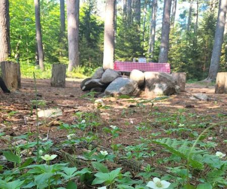 Woodland Grove Camping at Adirondack Adventure Base