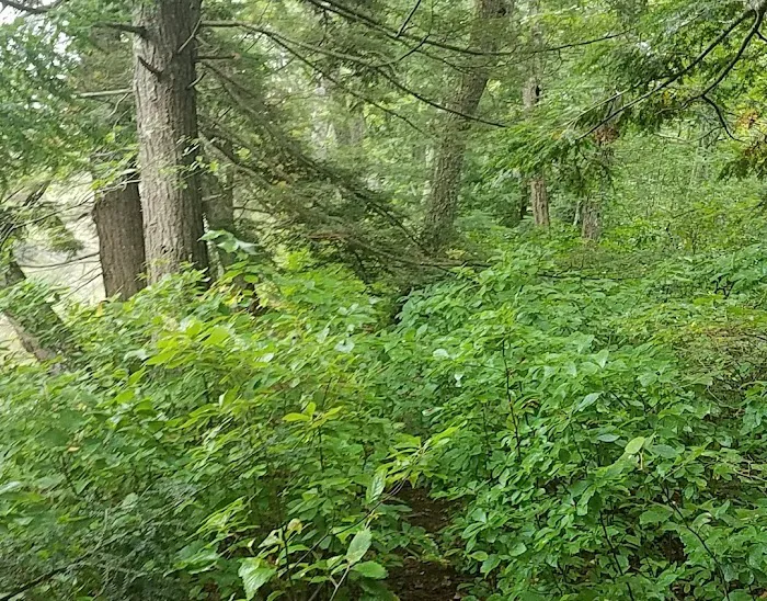 Wadleigh Falls Campground Picture 10