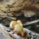 Great Gulf Link Trailhead