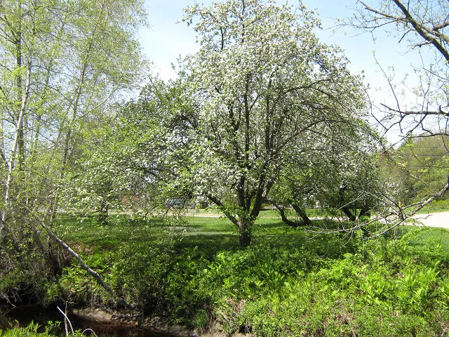 Cascadia Park Picture 9
